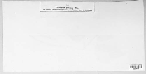 Physoderma gibbosum image